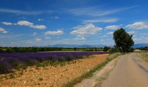 Die Provence ist ein beliebtes Reiseziel in Frankreich-Entlang der Lavendelfelder auf der Landstrasse